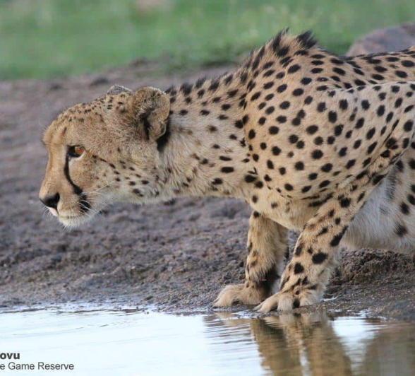 34andries Ndlovu Cheetah 29.12.19 3 Final 34andries Ndlovu Cheetah 29.12.19 3 Final