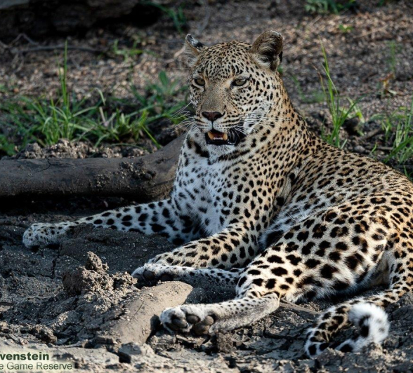 A24Daniel Greyvenstein Kigelia 041222 2 Final