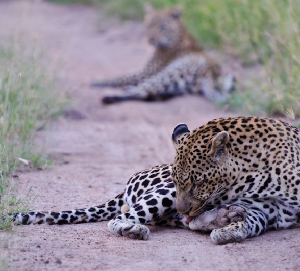 Leopards Mating 3 Leopards Mating 3