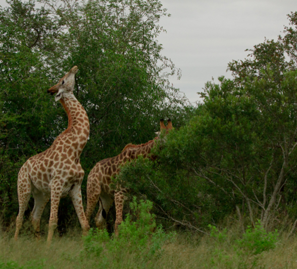 Giraffe6 S Giraffe6 S
