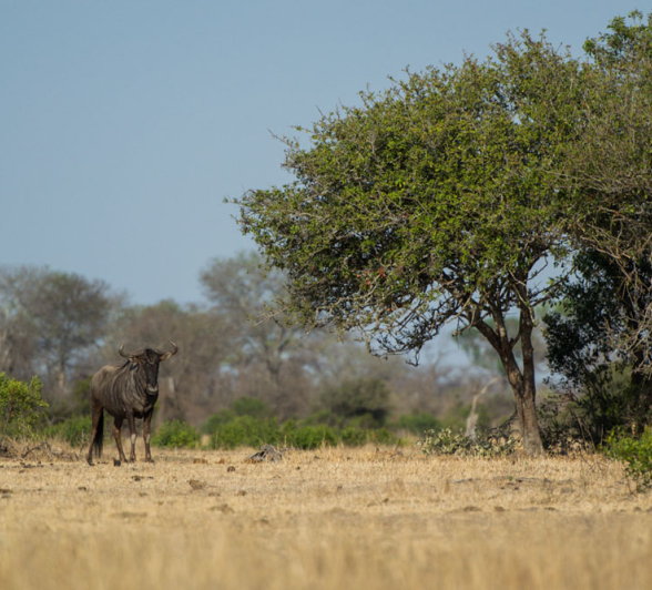 Wildebeest In Enviro Wildebeest In Enviro