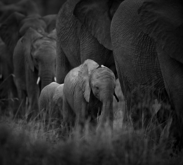 Elephant Herd Lance 1 Elephant Herd Lance 1