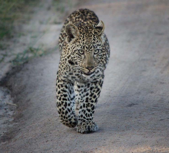 Steve WB Cub Steve WB Cub