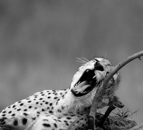 Kyle Cheetah Pose 6 Kyle Cheetah Pose 6