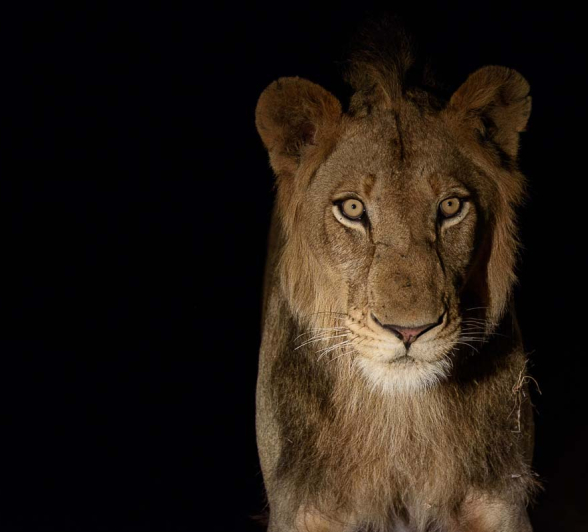 09Mike Palmer Lions 150116 3 09Mike Palmer Lions 150116 3