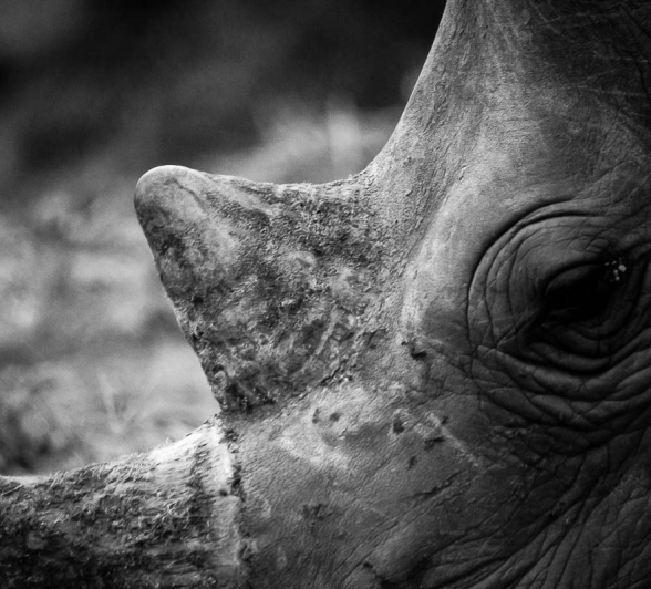 08Sheldon Hooper Nashorn 4