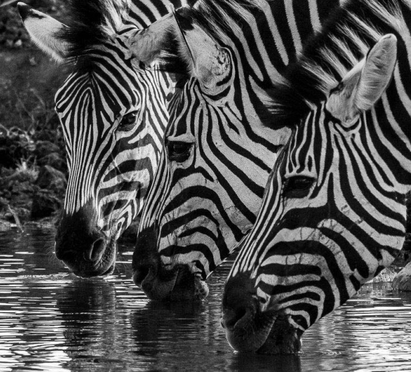 14Sheldon Hooper Zebra 9 14Sheldon Hooper Zebra 9