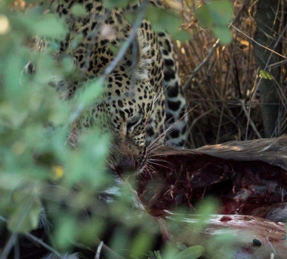 28Sheldon Hooper LBC Kill 28Sheldon Hooper LBC Kill
