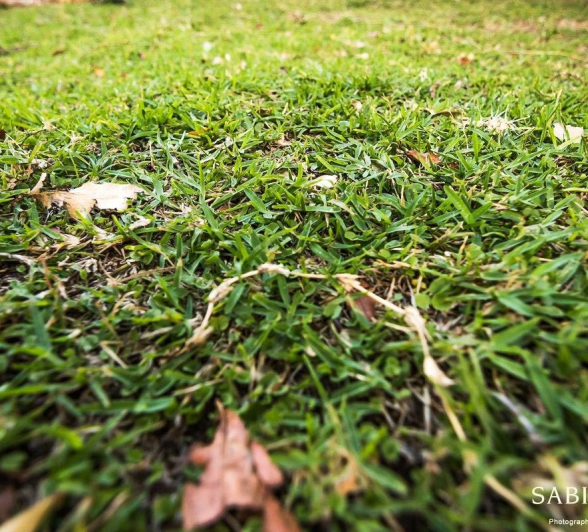 08Sheldon Hooper Grown Final