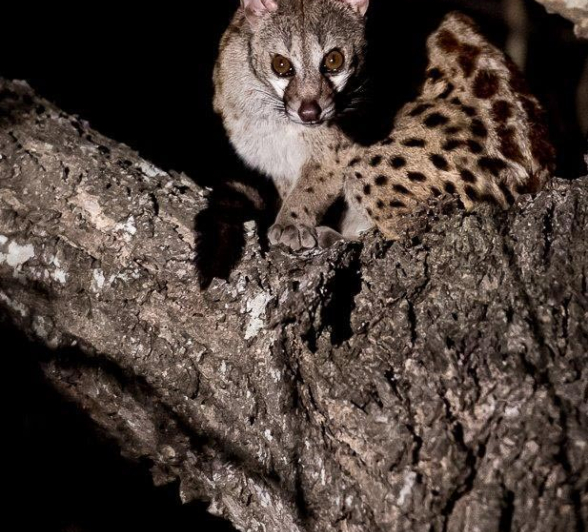 11Terry Ennever Large Spotted Genet 11Terry Ennever Large Spotted Genet