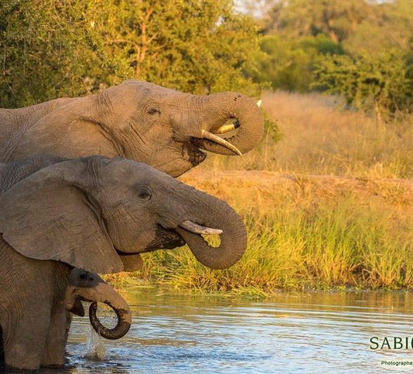 06Kyle 1 April Elephant Roam 7 Final