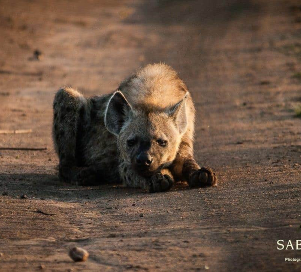 35Kerry Lee Roberg Hyena Sunrise 2 Final 35Kerry Lee Roberg Hyena Sunrise 2 Final
