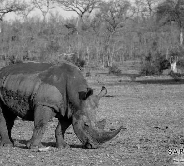 01Frederik Aucamp White Rhino Wandering Final 01Frederik Aucamp White Rhino Wandering Final