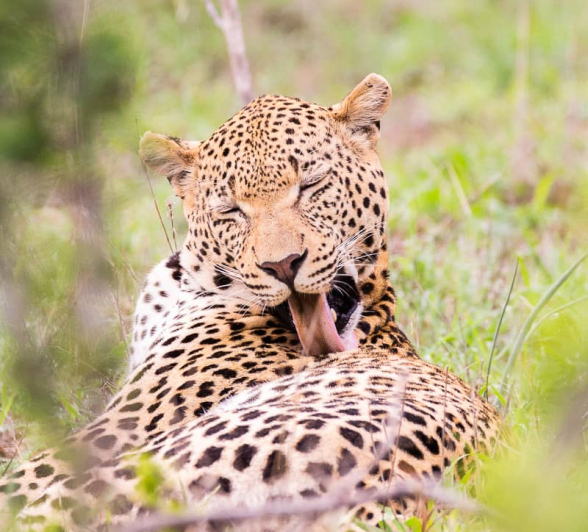 30 Frederik Aucamp WD Male Leopard 07 01 19 30 Frederik Aucamp WD Male Leopard 07 01 19