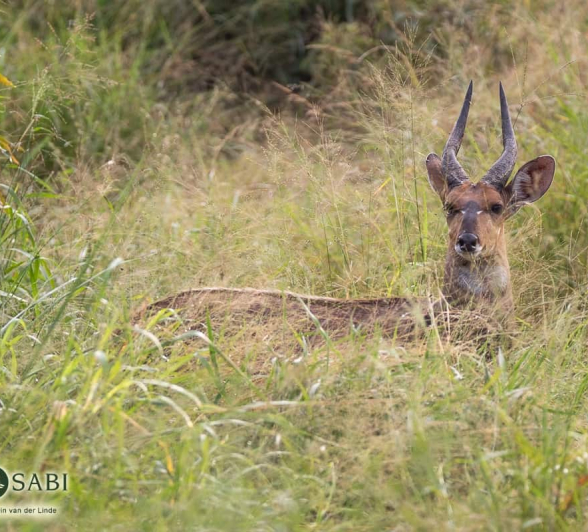 02Kevin Van Der Linde Bushbuck Blog Final 02Kevin Van Der Linde Bushbuck Blog Final