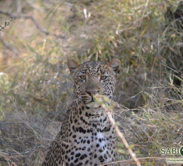 14Ronald Mutero Leopard 25072019 Final 14Ronald Mutero Leopard 25072019 Final