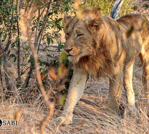 26Andries Ndlovu Lions 29082019 2 Final