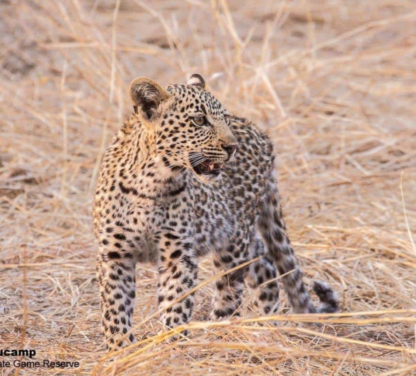 22Frederik Aucamp Scocia Female Leopard And Cub 22 10 2019 1 Final