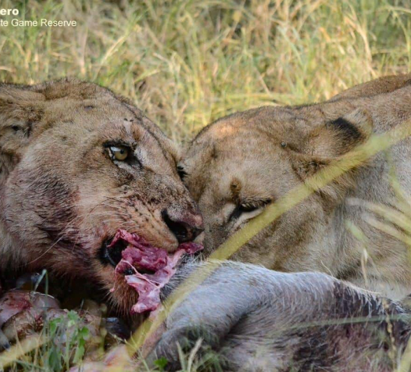 07Ronald Mutero Sp Females 06022020 18 Final 07Ronald Mutero Sp Females 06022020 18 Final
