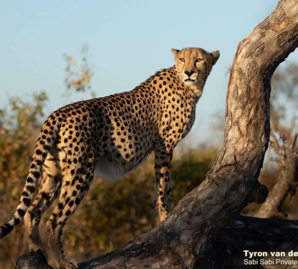 22Tyron Van Der Walt Male Cheetah 170720 4 Final 22Tyron Van Der Walt Male Cheetah 170720 4 Final