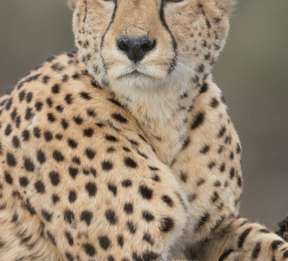 36Tyron Van Der Walt Male Cheetah PM 250721 1 Portrait Final 36Tyron Van Der Walt Male Cheetah PM 250721 1 Portrait Final