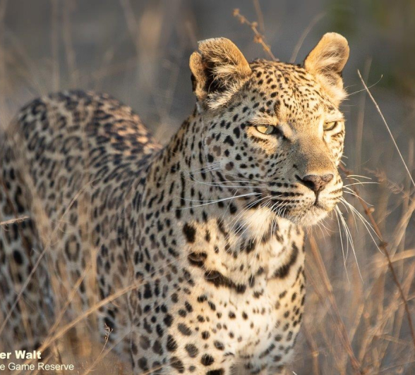 B14Tyron Van Der Walt Ntsumi 010821 1 Final