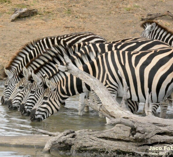 B38Jaco Faber Zebra 20210829 1 Final B38Jaco Faber Zebra 20210829 1 Final