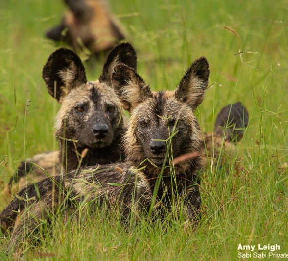 A21Amy Leigh Wild Dogs 271221 A21Amy Leigh Wild Dogs 271221