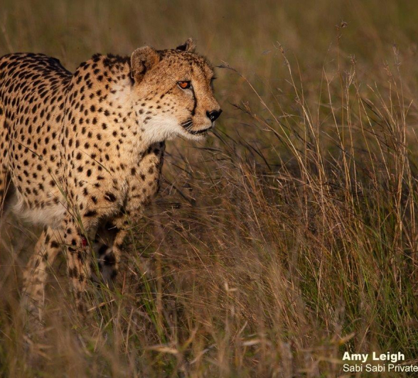 A11Amy Leigh Cheetah Male 050622 Final A11Amy Leigh Cheetah Male 050622 Final