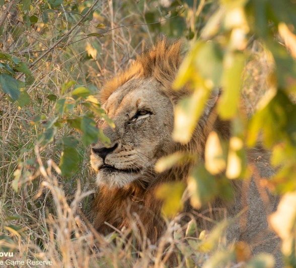 01andries Lion.nwas Blog 1 Final