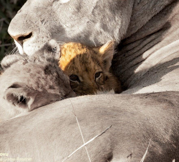 11andries Lions.styx Blog 14 Final 11andries Lions.styx Blog 14 Final