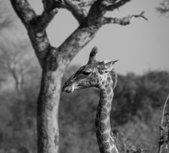 Young Giraffe BW Young Giraffe BW