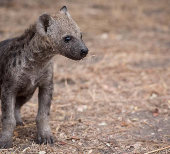 06Mike Palmer Hyena Cubs 2 06Mike Palmer Hyena Cubs 2
