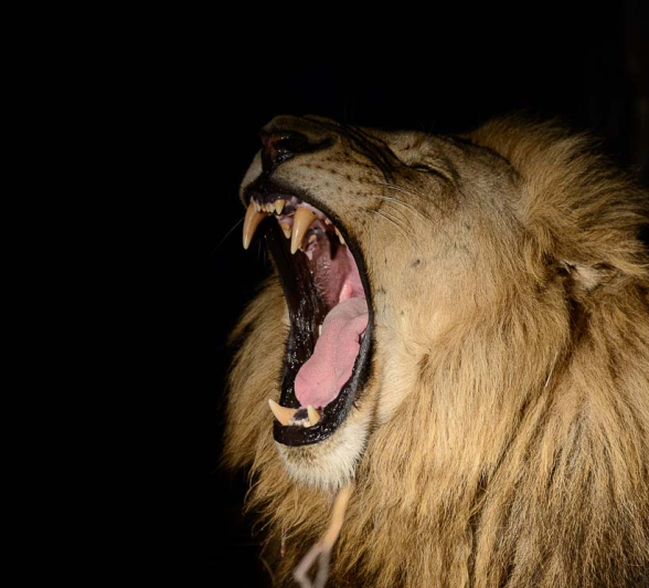 07Mike Palmer Lion 01 07Mike Palmer Lion 01