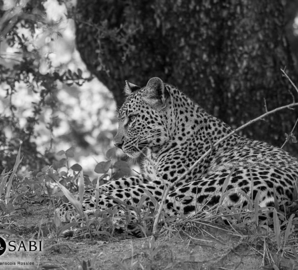 22Franscois Rosslee LBC Cub Bw Final 22Franscois Rosslee LBC Cub Bw Final