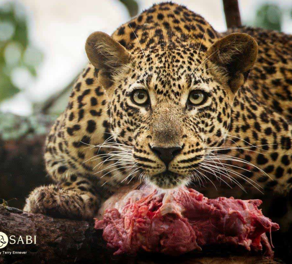 33Terry Ennever MaxMsuthu 23318 5 Final