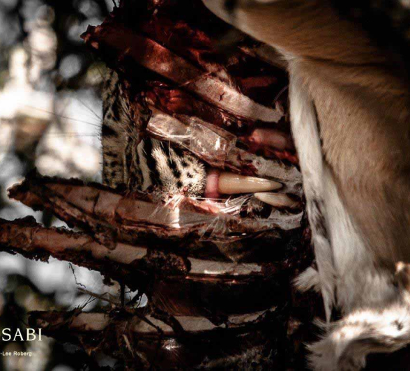 10Kerry Lee Roberg Fangs WD Final 10Kerry Lee Roberg Fangs WD Final