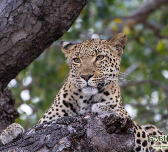 28Frederik Aucamp Leopard Kigelia 1 Final 28Frederik Aucamp Leopard Kigelia 1 Final