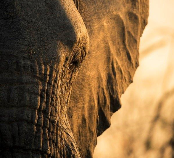 09Terry Ennever Elephant 2018617 Final 1 09Terry Ennever Elephant 2018617 Final 1
