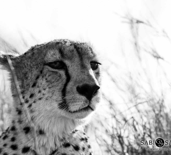 25Louise Murray 30082018 Cheetah Male 1 Final 25Louise Murray 30082018 Cheetah Male 1 Final