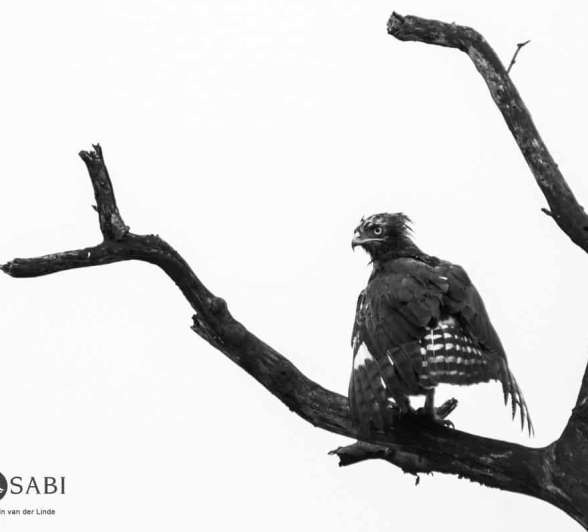 39Kevin Van Der Linde Long Crested Eagle 12032019 Final 39Kevin Van Der Linde Long Crested Eagle 12032019 Final