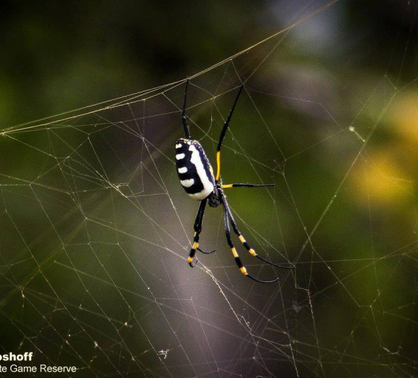 12Rebecca Boshoff 05Banded Legged Nephila 2 Final 12Rebecca Boshoff 05Banded Legged Nephila 2 Final