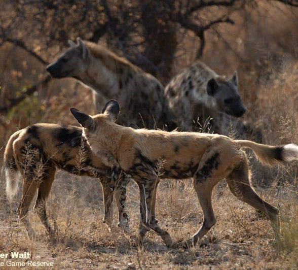 04Tyron Van Der Walt Wild Dogs 250820 4 Final