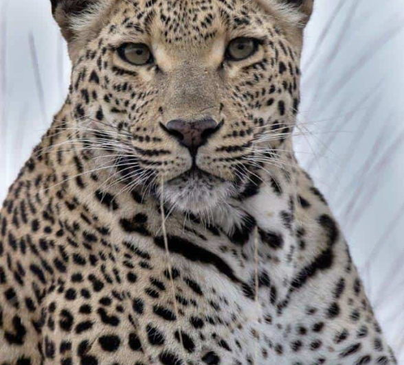 39Louise Murray Ntsumi 02092020 1 Edit Final 39Louise Murray Ntsumi 02092020 1 Edit Final