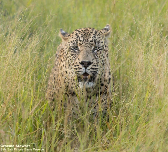 19Graeme Stewart Nweti 110321 Final