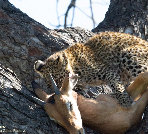 A26ronald Mutero Ntsumi And Cubs 15062022 10 Final A26ronald Mutero Ntsumi And Cubs 15062022 10 Final