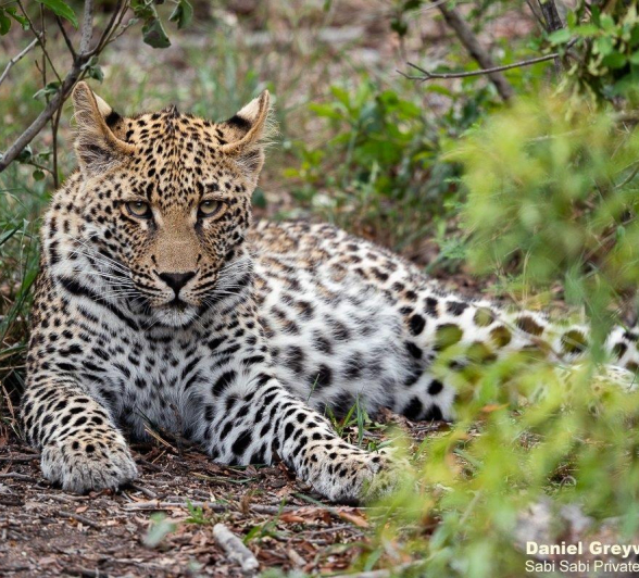 A13Daniel Greyvenstein Male Leopard Cub 201122 3 Final