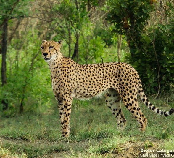 A01Dieter Lategan Cheetah 111222 1 1 Of 1 Final A01Dieter Lategan Cheetah 111222 1 1 Of 1 Final