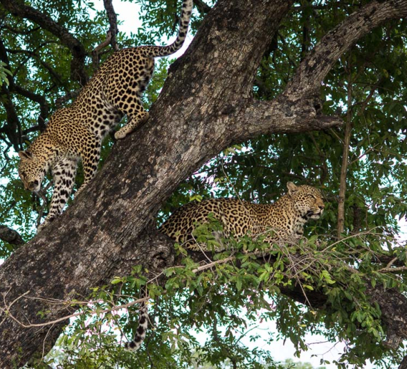 Jonathan McCormick Kelenge Outcrop Jonathan McCormick Kelenge Outcrop