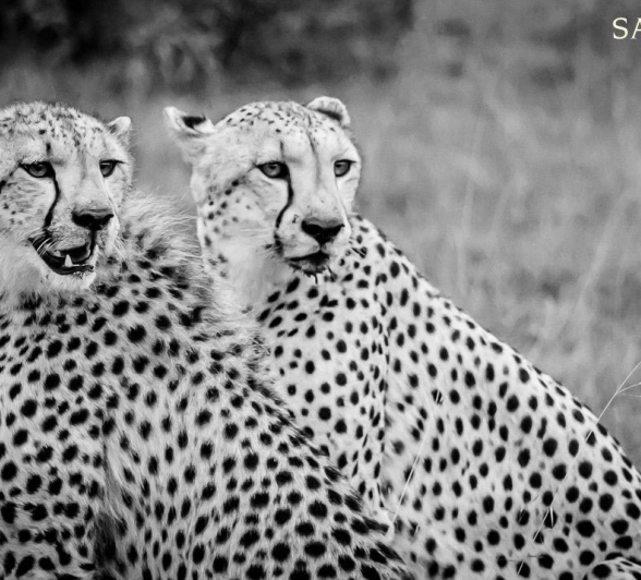 16Pravir Patel Cheetah Final 16Pravir Patel Cheetah Final